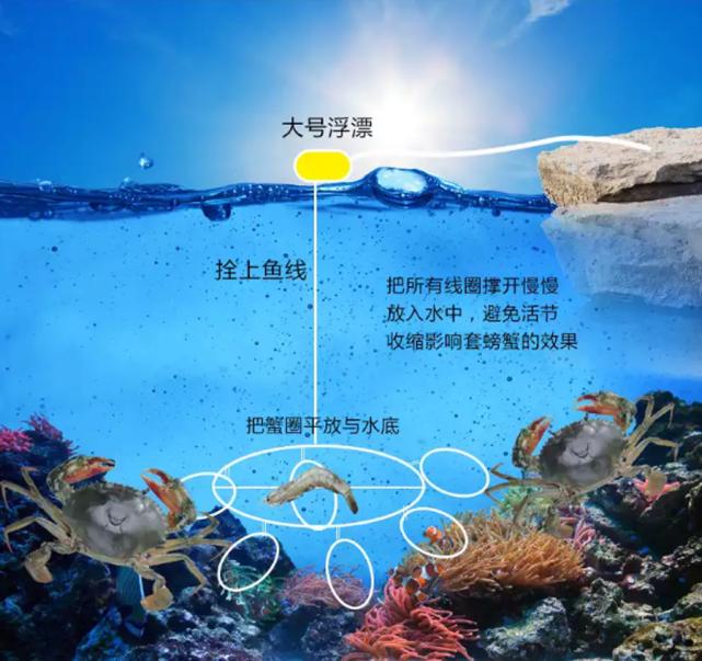 钓螃蟹技巧视频教程,钓螃蟹的绝招视频教程