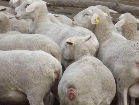 奶羊乳房有硬块能恢复吗,羊乳房里有硬块怎么消除