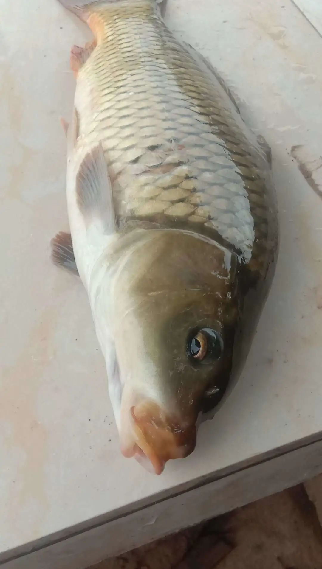 鲁班接待称“每天都可起10多斤的大草鱼”？