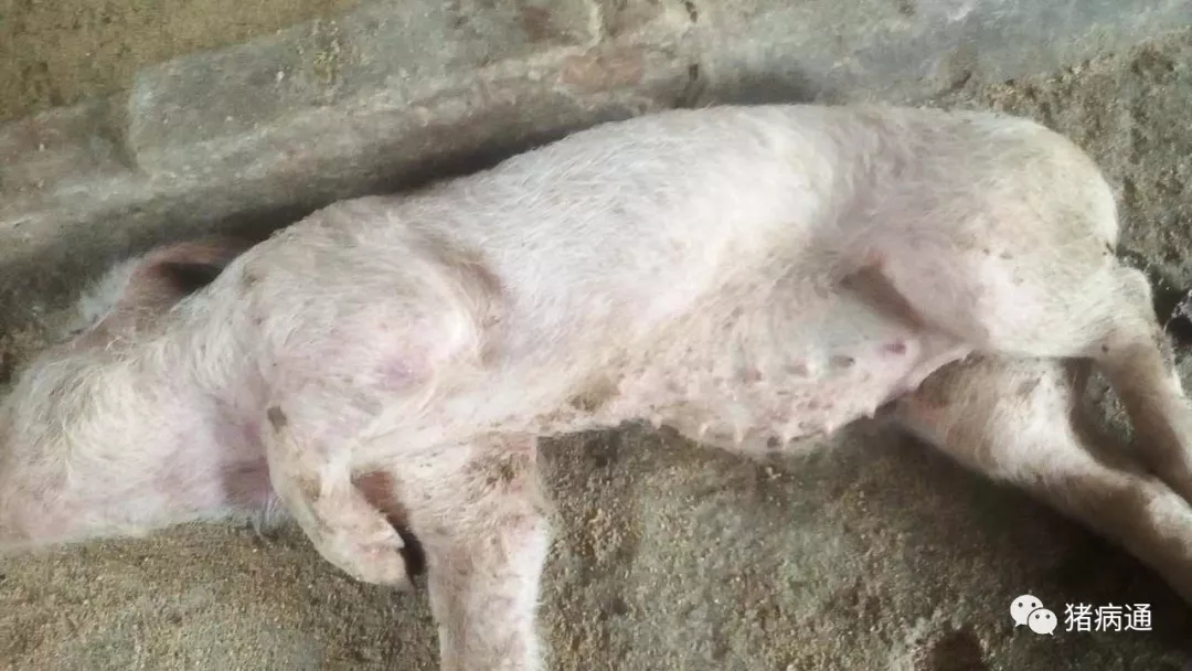母猪副猪嗜血杆菌病症状治疗方法,猪的副猪嗜血杆菌病怎么治