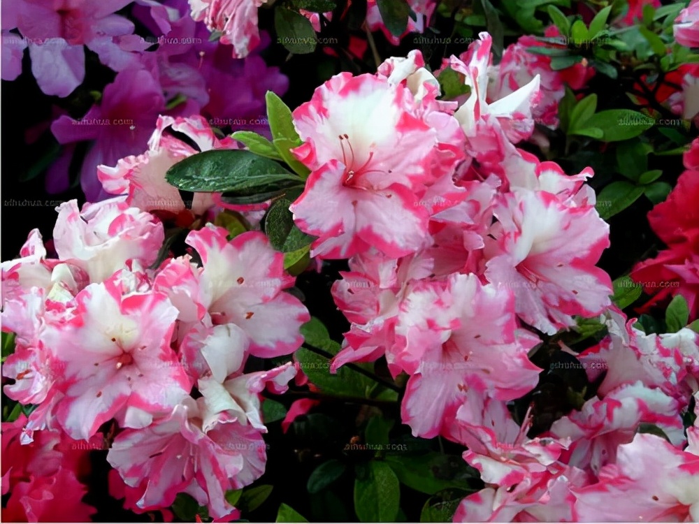 常见花卉养殖总汇,各种花卉植物养殖方法??