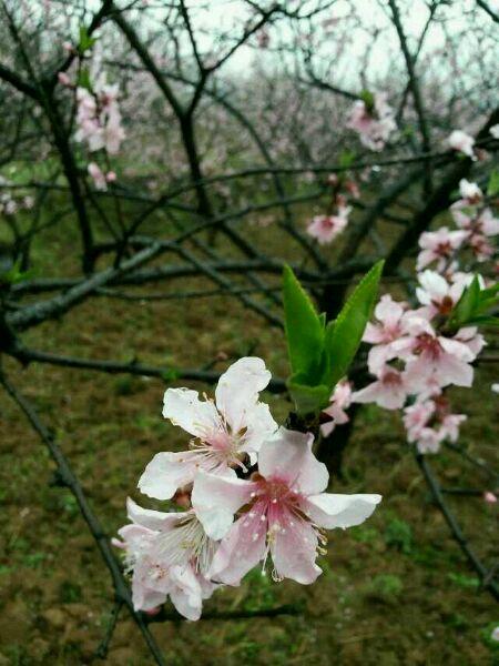 凤凰古城攻略自由行,凤凰古城自助游全攻略