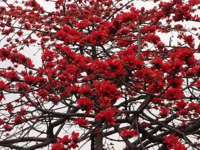 海南常见植物图解视频,海南的树木都有哪些名称