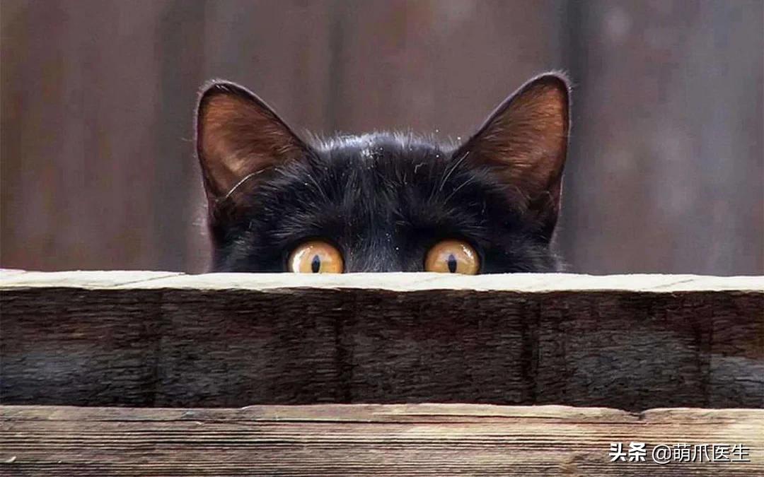 养了几年的猫有跳蚤,养了一年的猫还咬主人