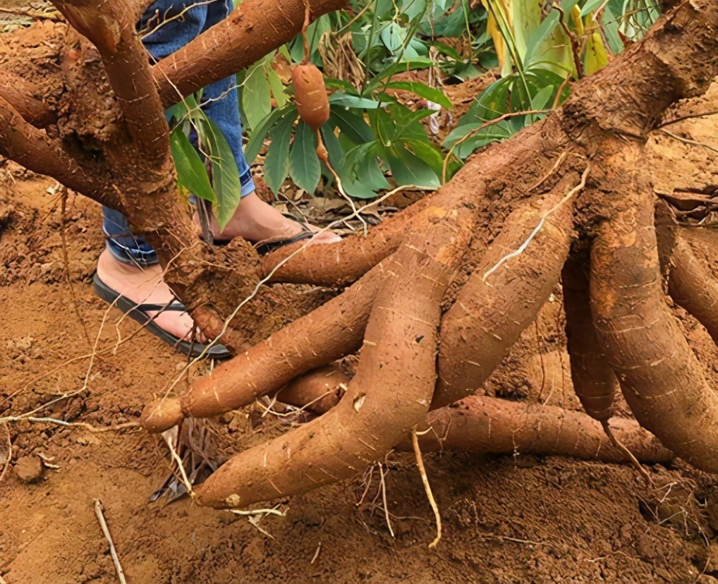 全株含毒的木薯,却被称为“淀粉之王”,养活全球6亿人