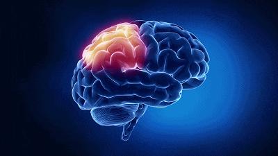 鹦鹉为什么会模仿人说话动画视频,为什么鹦鹉能模仿那么多声音