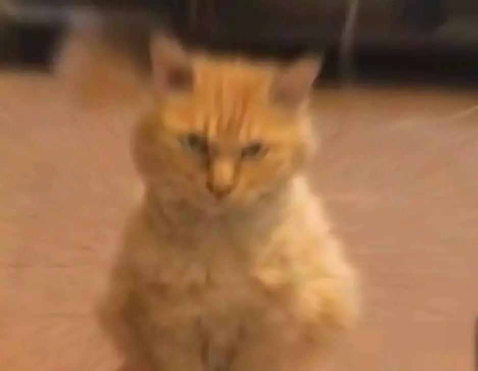 怎么惹猫生气很愤怒,惹猫生气的方法