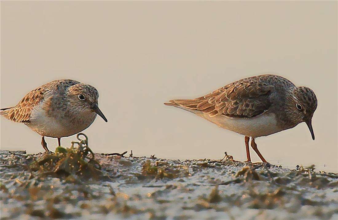 鸟中好爸爸！雌鸟只负责下蛋，孵卵与育幼的任务全留给雄鸟