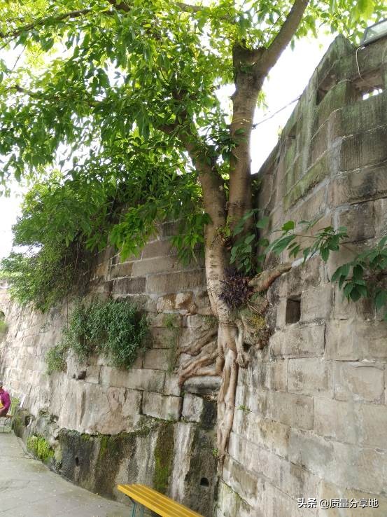 荣昌万灵古镇最新视频,荣昌万灵古镇短视频