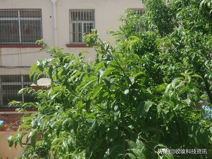 2020三星s6,以前的三星手机s6