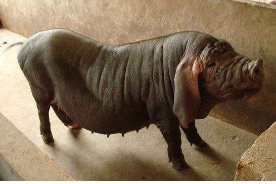 现在养猪场的猪品种都有哪些,新手养猪什么品种的猪比较好养