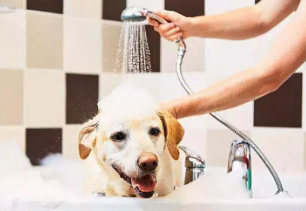 狗狗在家洗澡步骤全过程,一个月的狗狗可以在家洗澡吗