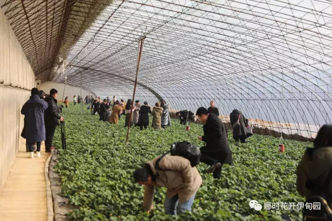 大连最好的草莓节,2023草莓音乐节大连