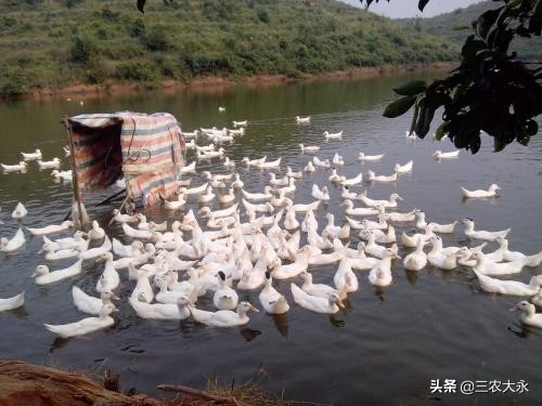 天气热养鸭预防什么疾病,养肉食鸭热应激怎么预防