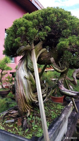 真柏舍利盆景制作图片,真柏舍利盆景造型图片