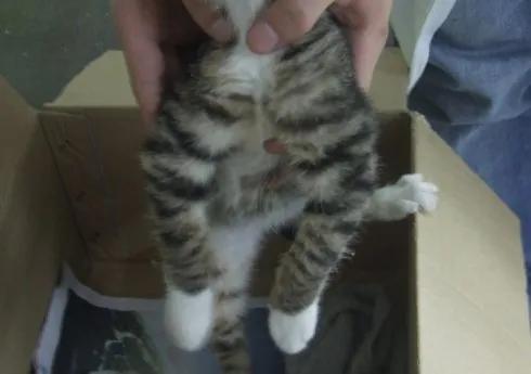 猫咪维生素中毒,大量给猫咪补充维生素有危害嘛