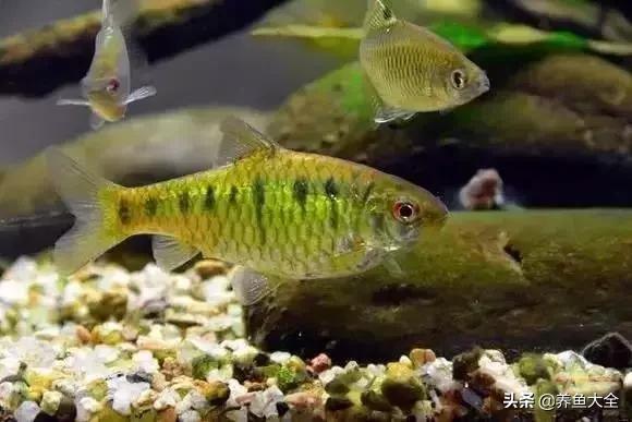 养鱼大神都养什么鱼,鱼缸养鱼都有哪些鱼