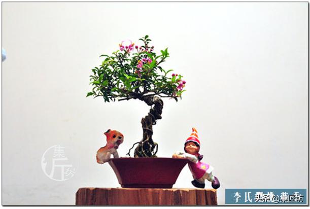 盆景李氏樱桃开花不结果,麻雀虽小五脏俱全小品