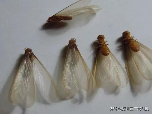 白蚁防治方法和注意事项,白蚁防治最有效的方法有哪些