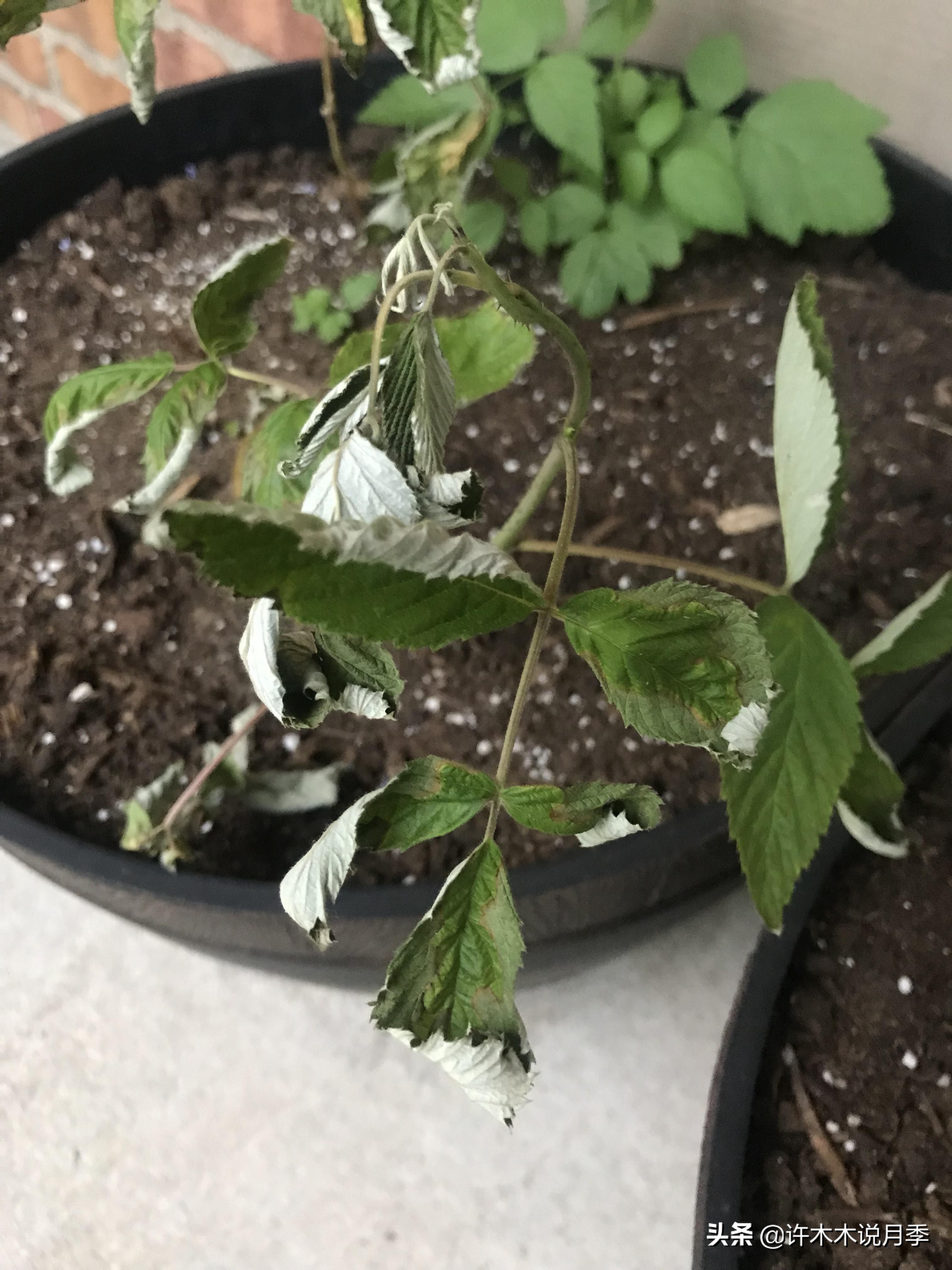 月季突然枝叶都干枯了,月季突然黄叶死掉