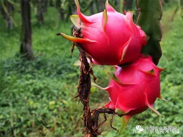 火龙果冬季浇水的正确方法,火龙果冬季修剪的正确方法