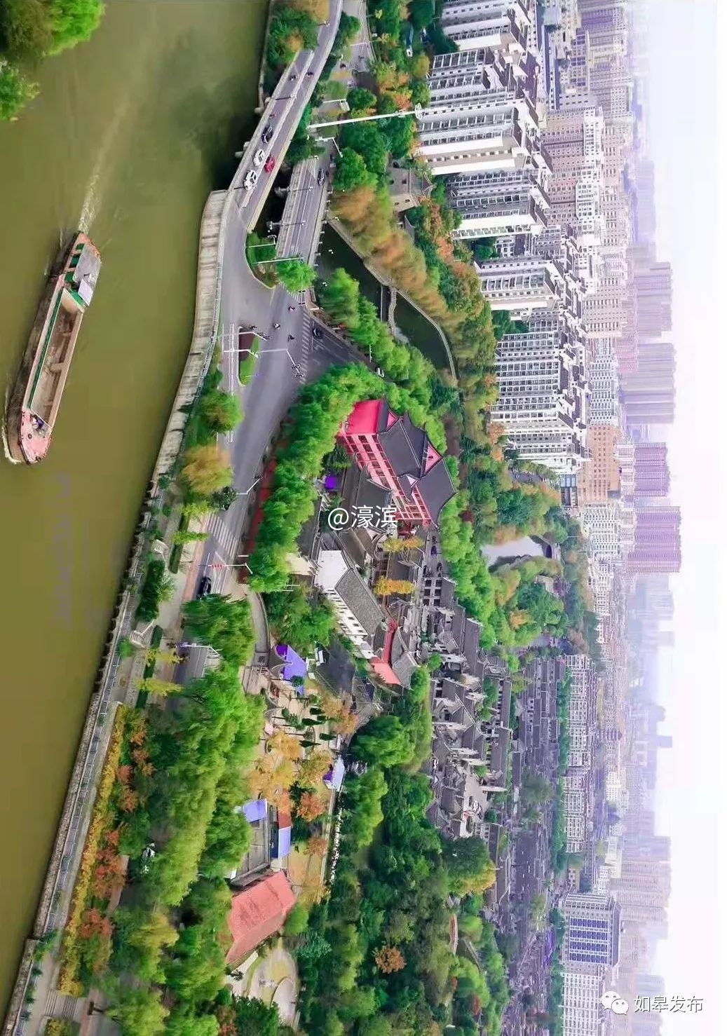 什么是如皋蝶尾,如皋的特点