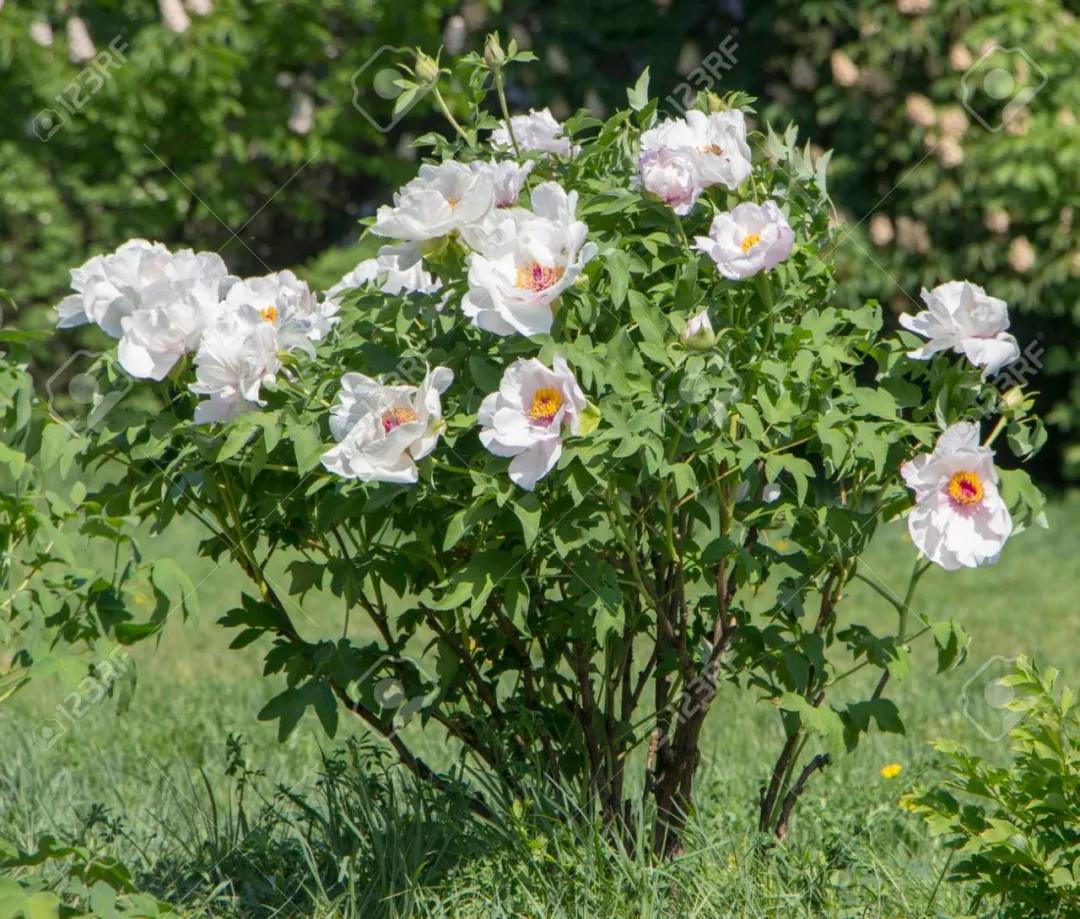国色天香牡丹花雍容华贵,花中之王国色天香牡丹花