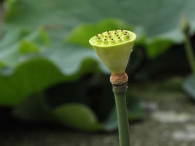 奇特的一天日记,奇特的一生