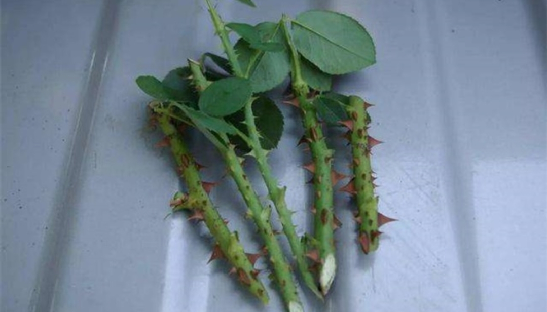 花中皇后月季花视频,小玫瑰月季怎么养护和管理