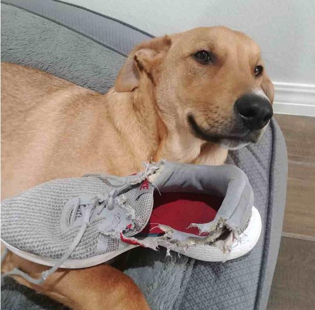 狗狗犯错了骂小狗是对的吗,狗狗犯错了打了它会不会记仇