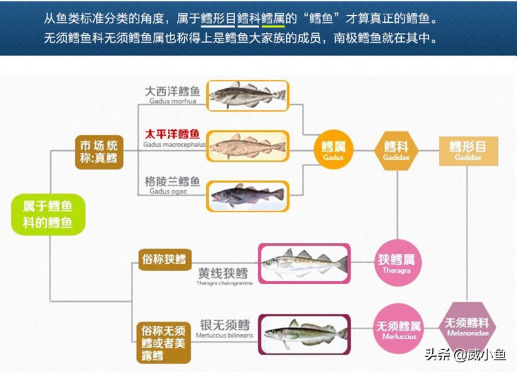 科普深海鱼图,鳕鱼和真鳕的区别