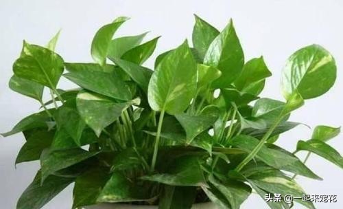 绿萝喝什么才绿油油,绿萝喝4种水长得贼快