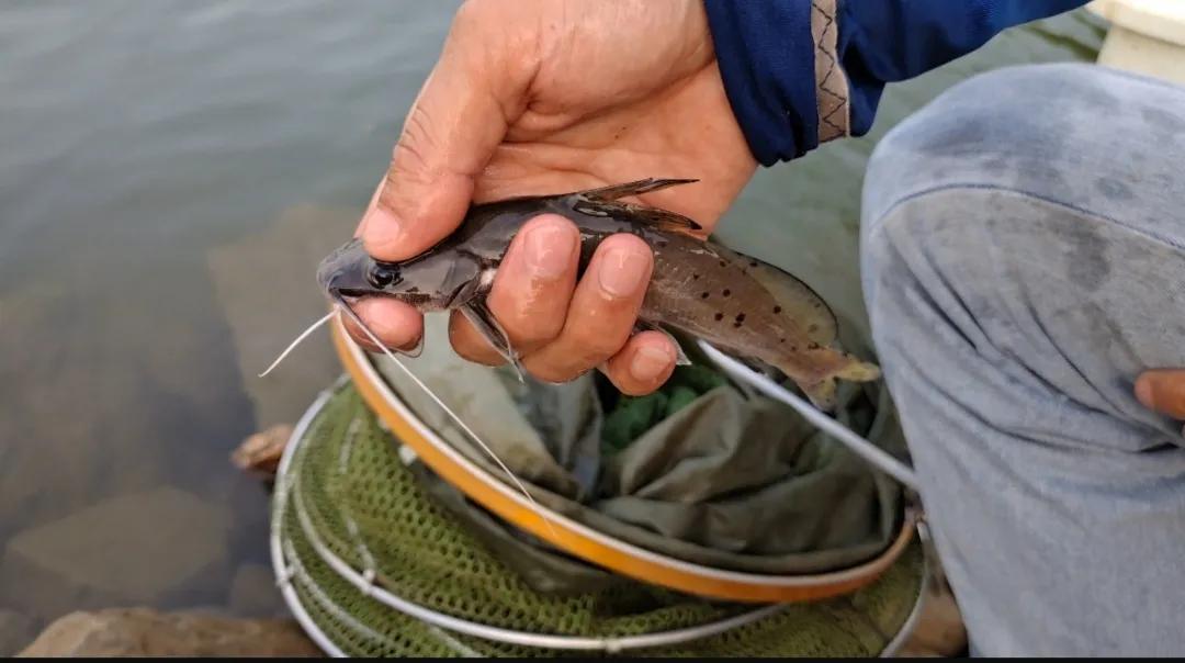 钓到牢底坐穿兽放生,钓鱼钓到鱼不要放生还会被罚吗