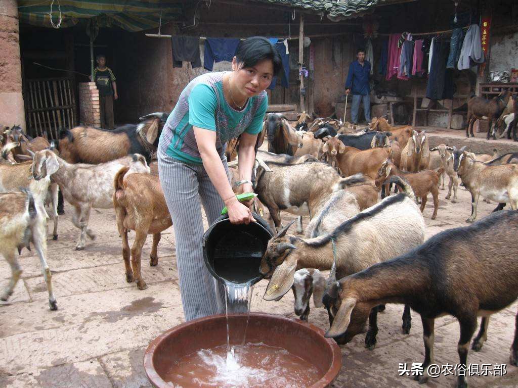 养牛和养羊哪个好养哪个挣钱,养羊和养牛哪个更赚钱前途好