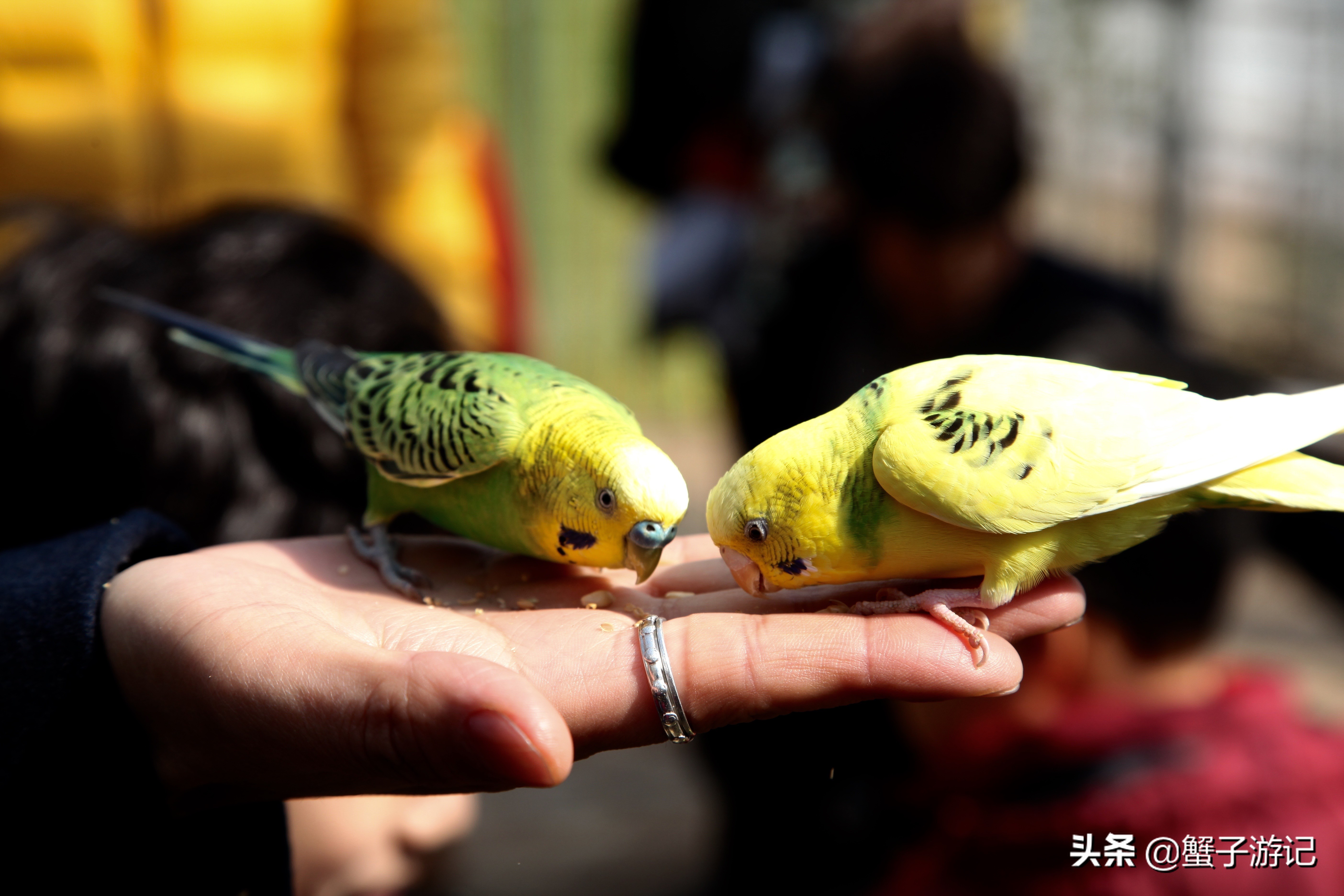 济州岛韩国之旅,去韩国旅游首尔和济州岛