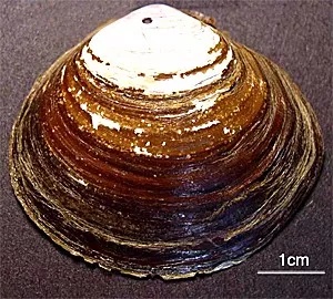 章鱼是不是地球上最聪明的生物 (科学探索章鱼的高智商来自哪里)
