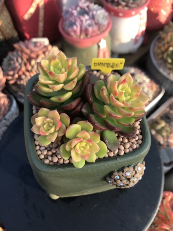 惊艳的韩国多肉,让人震撼的多肉