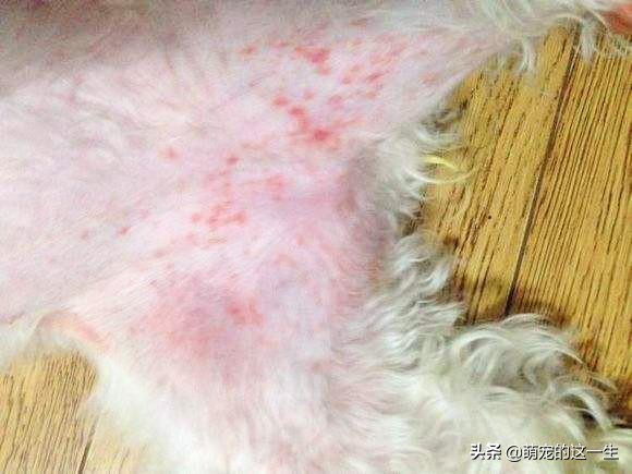 狗狗会对狗粮过敏症状,狗狗会对什么过敏