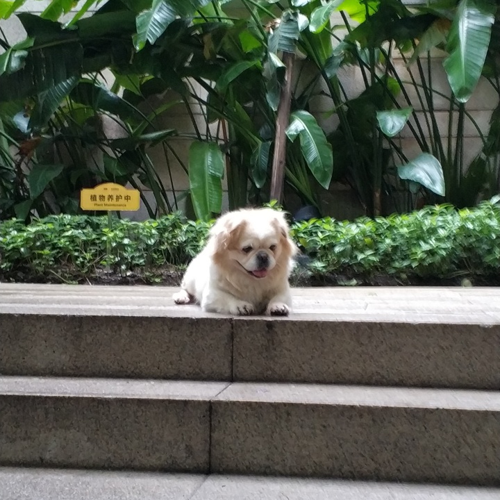 公猫膀胱结石手术,公犬尿道结石手术