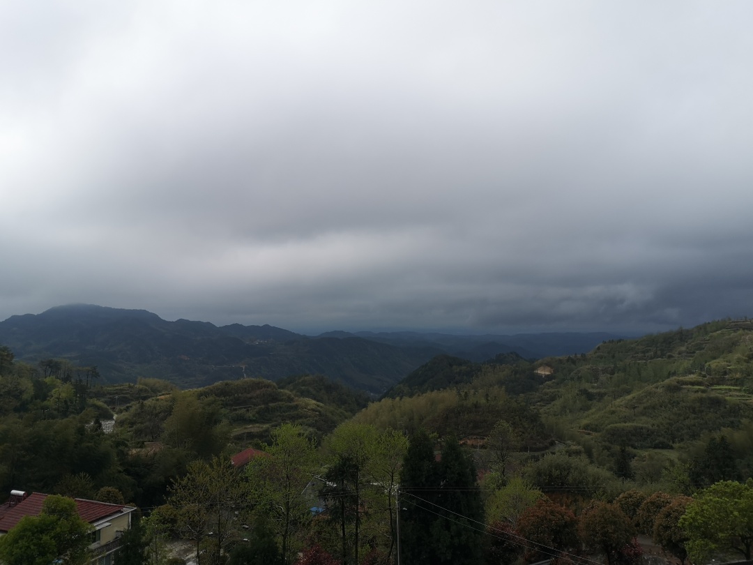 竹林深处探宝——只为了那一棵黄精