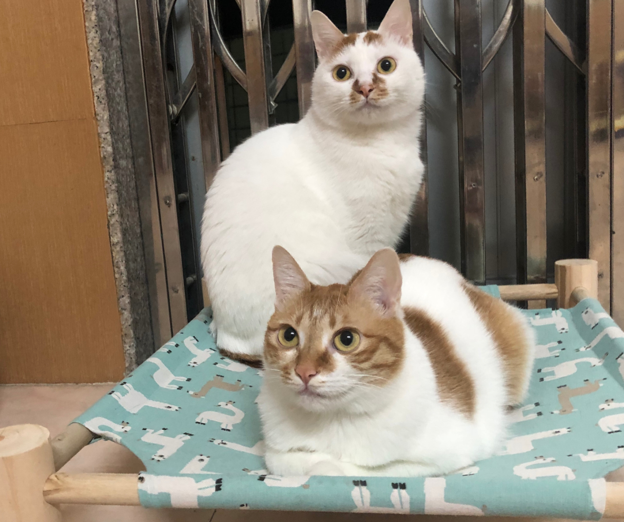 猫跑丢了怎么找回来,猫跑丢了怎么能把它呼唤回来