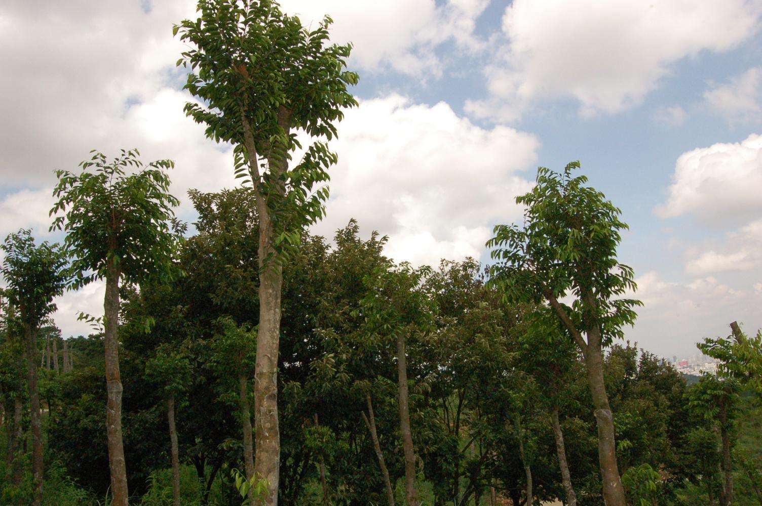 沉香木日本国宝,千年沉香木有多值钱