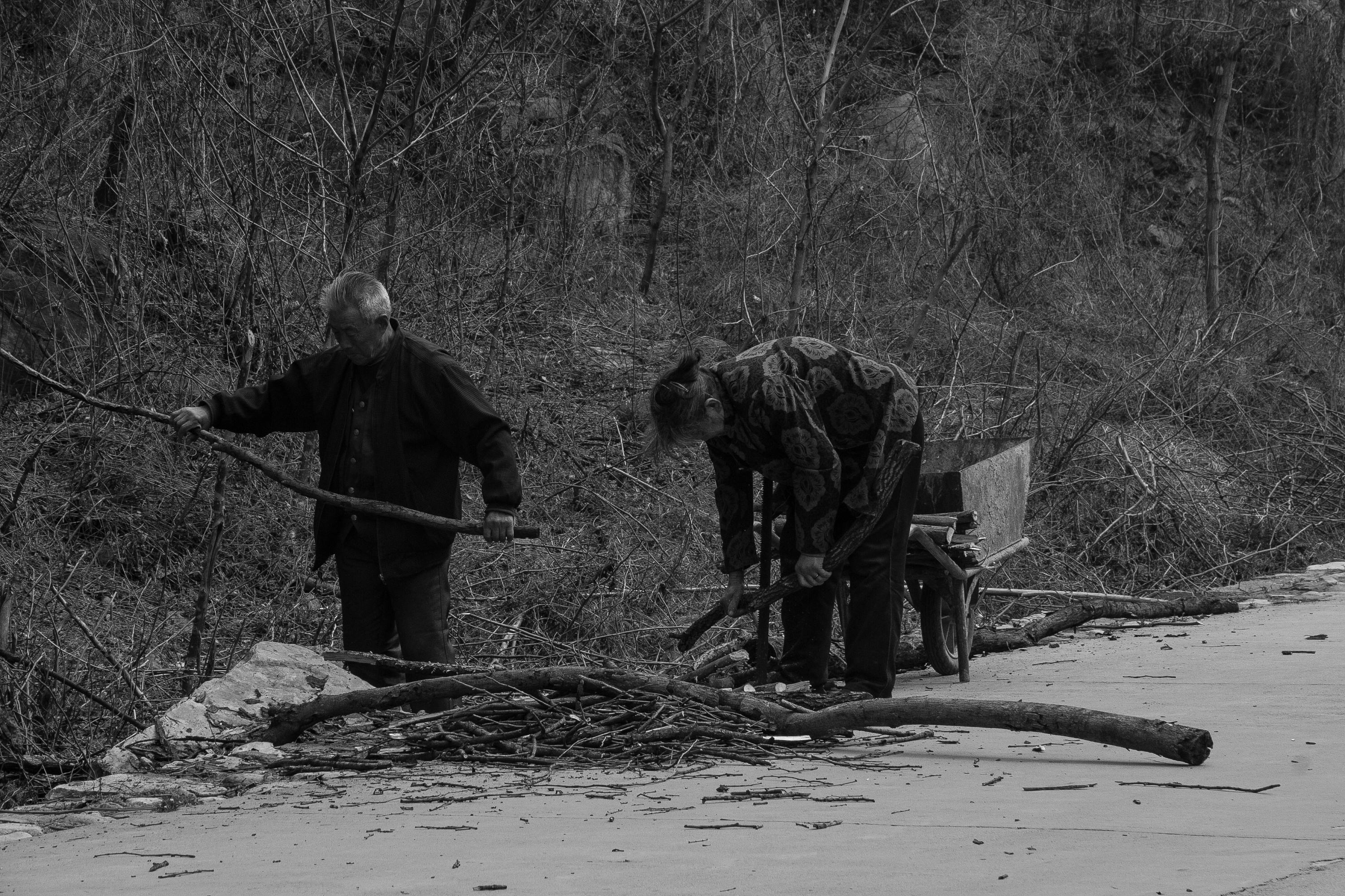 大量收购杂木树枝树根拿来干什么,收购废旧木头树枝