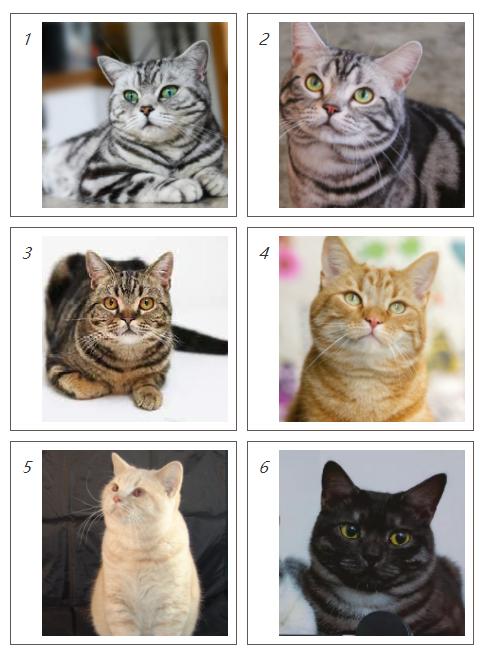 美短虎斑猫咪的品种,美国短毛猫虎斑价格