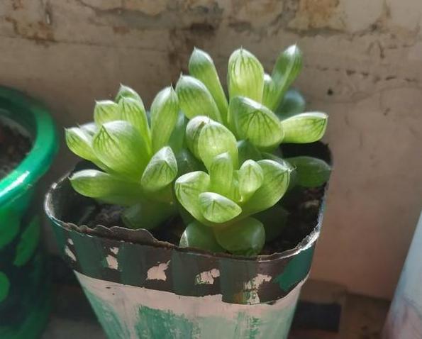 花土结块,怎么防止花土结块