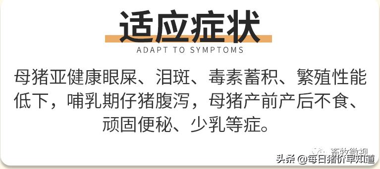 母猪不打针不喂料能好吗,母猪不吃打针流血不止是什么原因