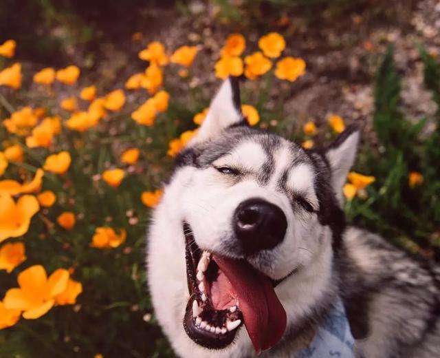 哈士奇萨摩金毛哪个好养,萨摩耶跟哈士奇阿拉斯加犬的区别