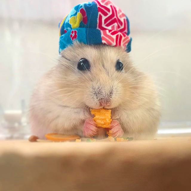 仓鼠太懒不爱运动,仓鼠幼鼠很懒怎么办