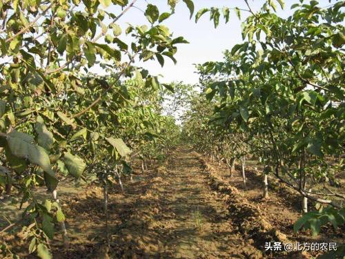 核桃树上出现许多油光发亮的小黑点？注意是腐烂病危害！如何防治