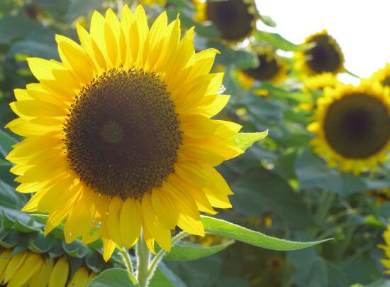 向日葵向太阳生长说明什么,向日葵为什么朝向太阳的原因